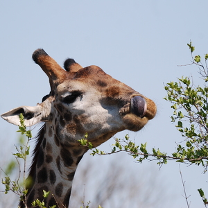 Fundraising Page: Reid Beyerlein